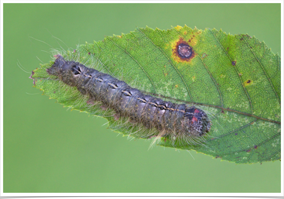 Acronicta laetifica
Pleasant Dagger
Tuscaloosa County, Alabama